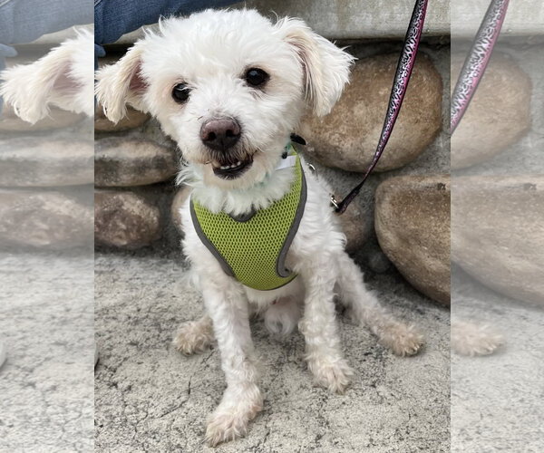 Medium Photo #4 Maltese-Unknown Mix Puppy For Sale in Mission Viejo, CA, USA