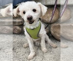 Small #3 Maltese Mix