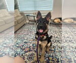 Small #2 German Shepherd Dog