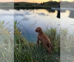 Small #7 German Shorthaired Pointer-Vizsla Mix