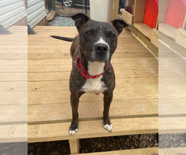 Medium Photo #1 Mutt Puppy For Sale in Greenville, SC, USA