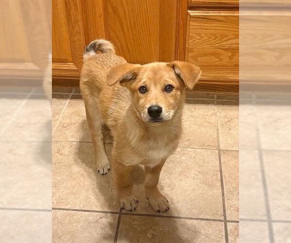 Medium Photo #2 Australian Shepherd-Unknown Mix Puppy For Sale in Genesee, WI, USA