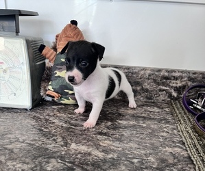 Jack Russell Terrier Puppy for sale in BELLE, MO, USA