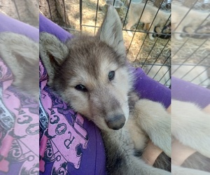 Alaskan Malamute-Wolf Hybrid Mix Puppy for Sale in JEFFERSON, Texas USA