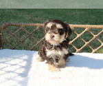 Puppy Mocha Morkie