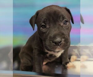 Bulldog-Unknown Mix Dogs for adoption in Lakewood, CO, USA