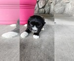 Small #2 Shih-Poo