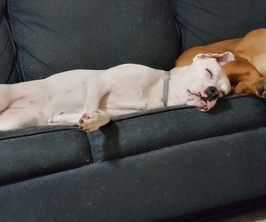 Doberman Pinscher-Dogo Argentino Mix Puppy for sale in YORK, SC, USA