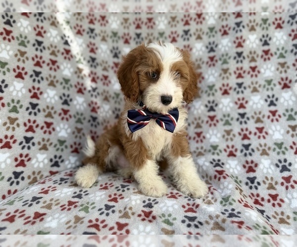 Medium Photo #10 Cavapoo (Miniature) Puppy For Sale in LAKELAND, FL, USA