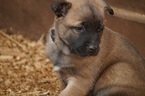 Small Photo #3 Belgian Malinois Puppy For Sale in ETOWAH, OK, USA