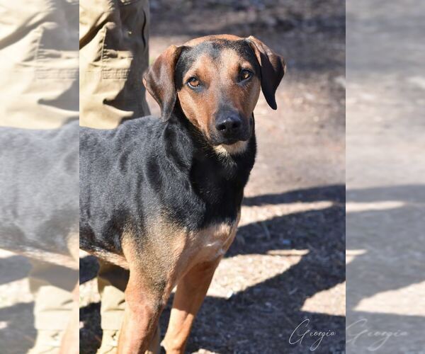 Medium Photo #1 Black and Tan Coonhound-Labrador Retriever Mix Puppy For Sale in Brewster, NY, USA