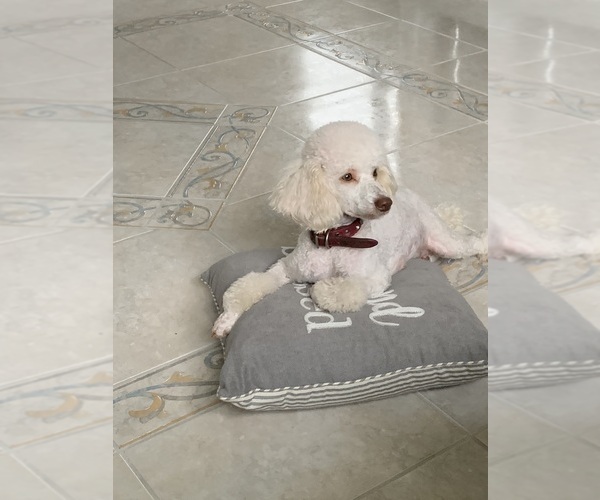 Medium Photo #1 Miniature Labradoodle Puppy For Sale in GROVELAND, FL, USA