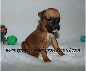 Boxer Puppy for sale in CABOOL, MO, USA
