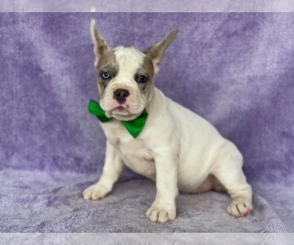 Medium Photo #5 French Bulldog Puppy For Sale in LANCASTER, PA, USA