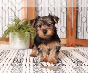 Yorkshire Terrier Puppy for sale in NAPLES, FL, USA