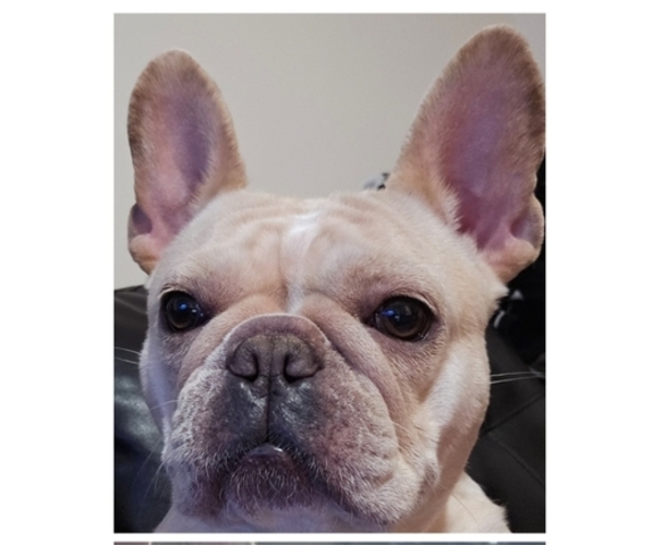 Medium Photo #1 French Bulldog Puppy For Sale in CLARKSVILLE, OH, USA