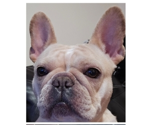 Mother of the French Bulldog puppies born on 06/03/2026