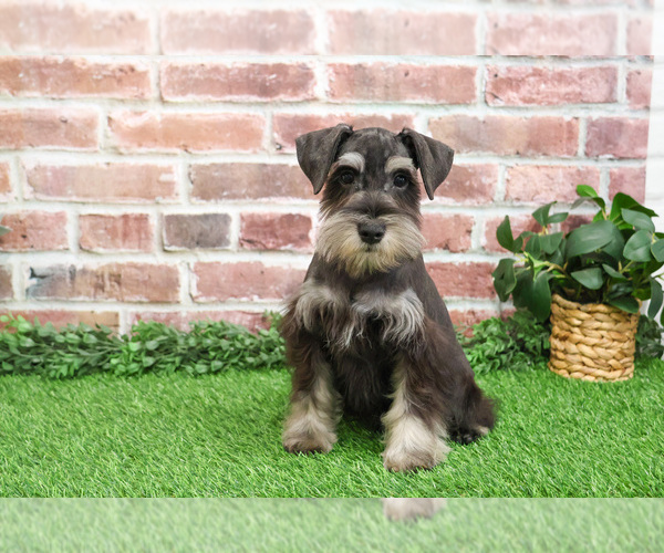 Medium Photo #3 Schnauzer (Miniature) Puppy For Sale in SYRACUSE, IN, USA