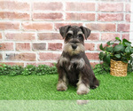 Small #2 Schnauzer (Miniature)