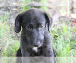 Small #10 Labrador Retriever-Mutt Mix