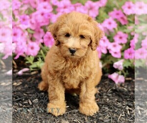 Goldendoodle (Miniature) Puppy for sale in GAP, PA, USA