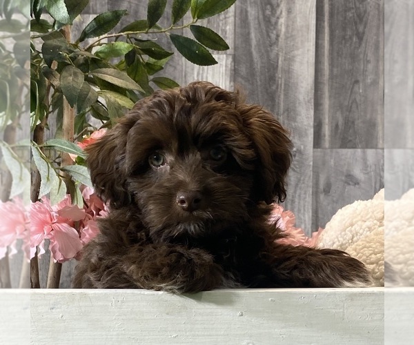 Medium Photo #5 Havanese Puppy For Sale in CANOGA, NY, USA