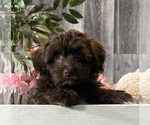Small #4 Havanese