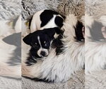 Small #2 Shih Tzu Mix