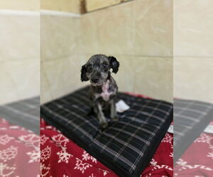 Poodle (Miniature) Dogs for adoption in Osgood, IN, USA