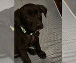 Small #1 Labrador Retriever Mix