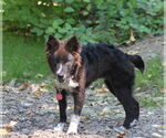 Small #1 Mutt