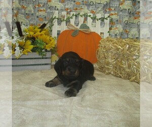 Dachshund Puppy for sale in CHANUTE, KS, USA
