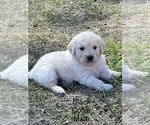 Small Photo #2 English Cream Golden Retriever Puppy For Sale in ATOKA, TN, USA