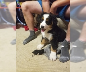 Bernese Mountain Dog Puppy for sale in GOODLETTSVILLE, TN, USA