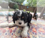 Puppy Murphy Cavachon