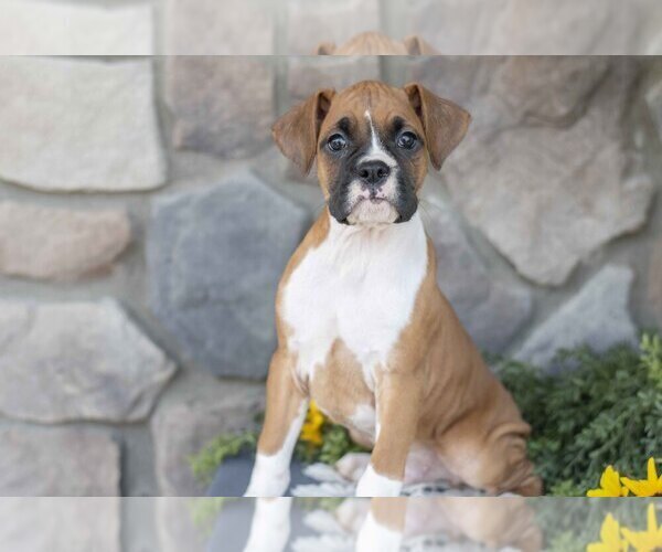 Medium Photo #2 Boxer Puppy For Sale in SHILOH, OH, USA