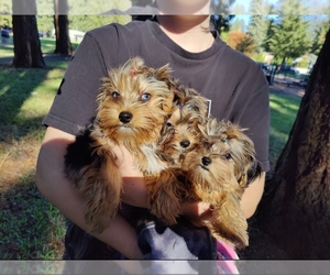 Yorkshire Terrier Puppy for sale in PORTLAND, OR, USA