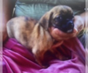 ShiChi Puppy for sale in WICHITA, KS, USA
