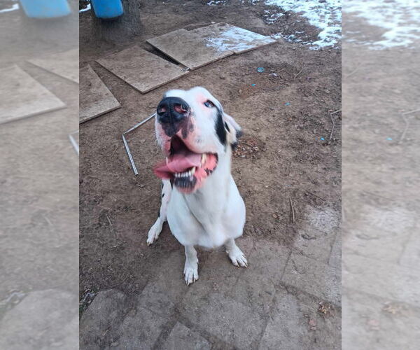 Medium Photo #1 Great Dane Puppy For Sale in Bullard, TX, USA