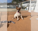 Puppy 1 Australian Cattle Dog-Border Collie Mix