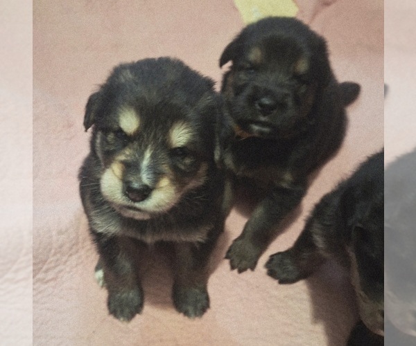 Medium Photo #1 German Shepherd Dog-Tibetan Mastiff Mix Puppy For Sale in CROSWELL, MI, USA
