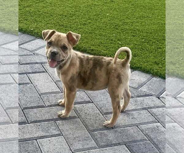Medium Photo #4 Australian Shepherd-Catahoula Leopard Dog Mix Puppy For Sale in Cave Creek, AZ, USA