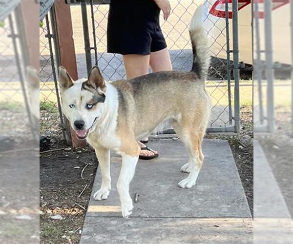 Medium Photo #1 Siberian Husky-Unknown Mix Puppy For Sale in San Antonio, TX, USA