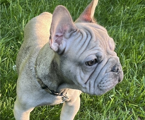 Medium Photo #5 French Bulldog Puppy For Sale in CLARKSTON, MI, USA