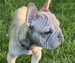 Small #4 French Bulldog