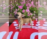 Small Photo #4 Chihuahua Puppy For Sale in NEW HAVEN, IN, USA