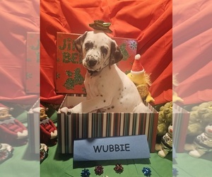 Dalmatian Puppy for sale in FRANKLIN, KY, USA