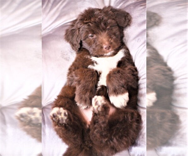Medium Photo #7 Aussiedoodle Puppy For Sale in EDMOND, OK, USA