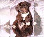 Small Photo #7 Aussiedoodle Puppy For Sale in EDMOND, OK, USA