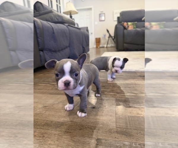 Medium Photo #2 Boston Terrier Puppy For Sale in FREDONIA, KS, USA